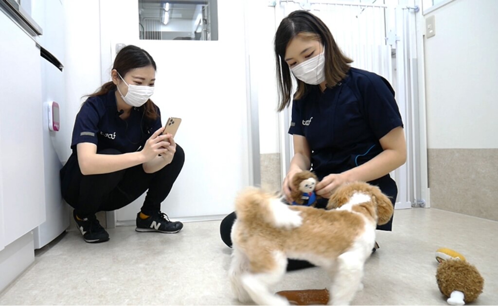 犬と女性スタッフが遊ぶ姿を撮影する女性スタッフ