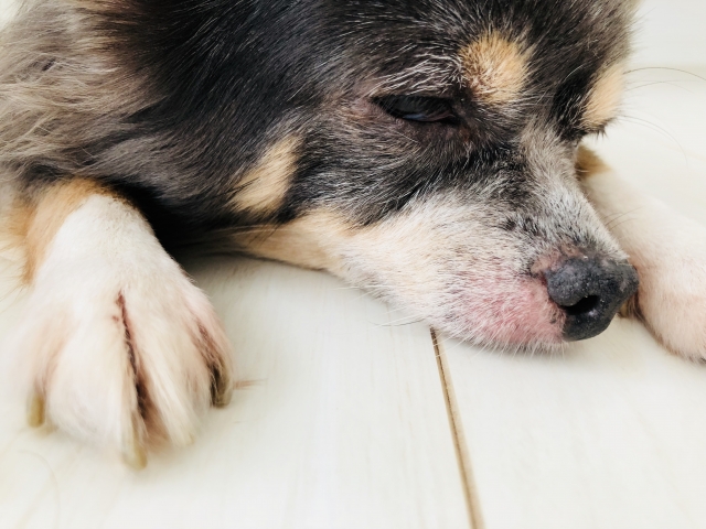 　犬のアトピー性皮膚炎の症状
