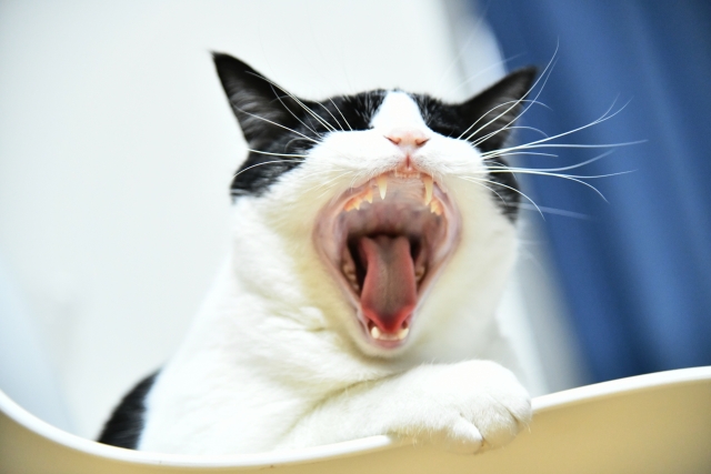 【歯科専門治療】猫の口内炎 | 原因と治療（歯石除去•抜歯）について