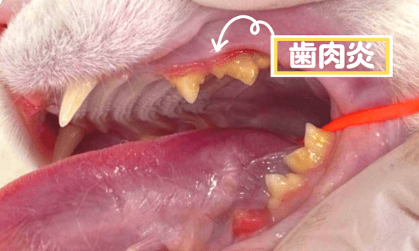 【歯科専門診療】猫の歯周病の症状・治療（歯石除去・抜歯）について